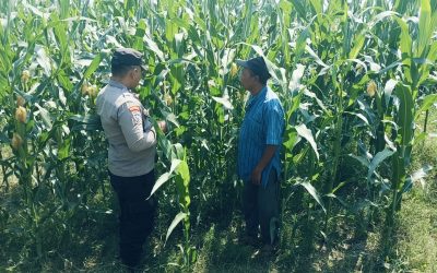 Bhabinkamtibmas Polsek Nongkojajar Perkuat Ketahanan Pangan Lewat Pendampingan Tanaman Jagung di Desa Pungging