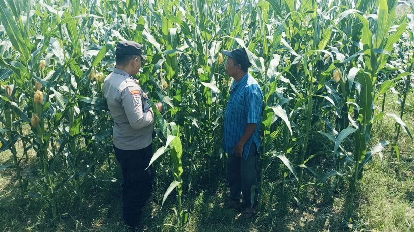 Bhabinkamtibmas Polsek Nongkojajar Perkuat Ketahanan Pangan Lewat Pendampingan Tanaman Jagung di Desa Pungging