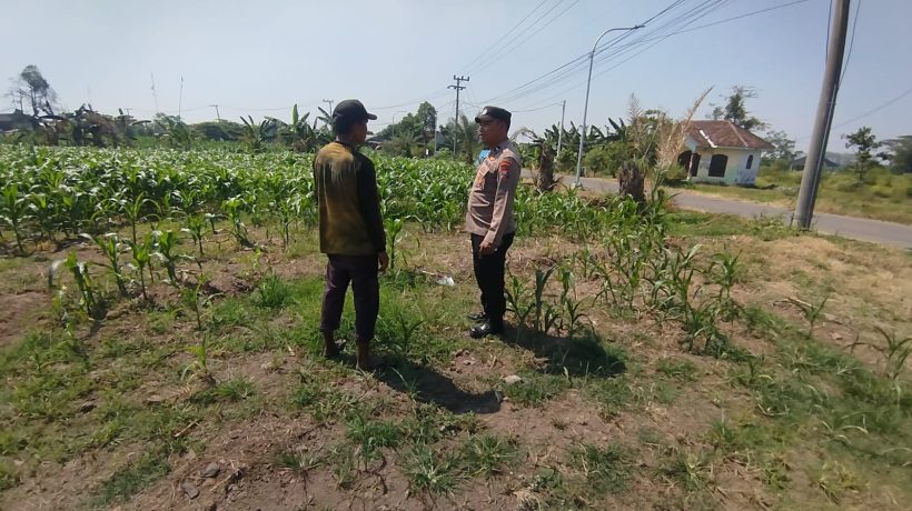 Bhabinkamtibmas Polsek Sukorejo Dorong Pemanfaatan Lahan Produktif untuk Dukung Ketahanan Pangan Nasional