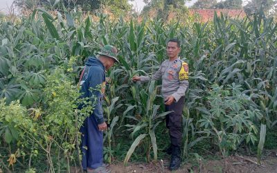 Bhabinkamtibmas Polsek Pasrepan Pantau Tanaman Jagung, Dukung Asta Cita Presiden di Bidang Ketahanan Pangan