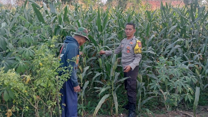 Bhabinkamtibmas Polsek Pasrepan Pantau Tanaman Jagung, Dukung Asta Cita Presiden di Bidang Ketahanan Pangan