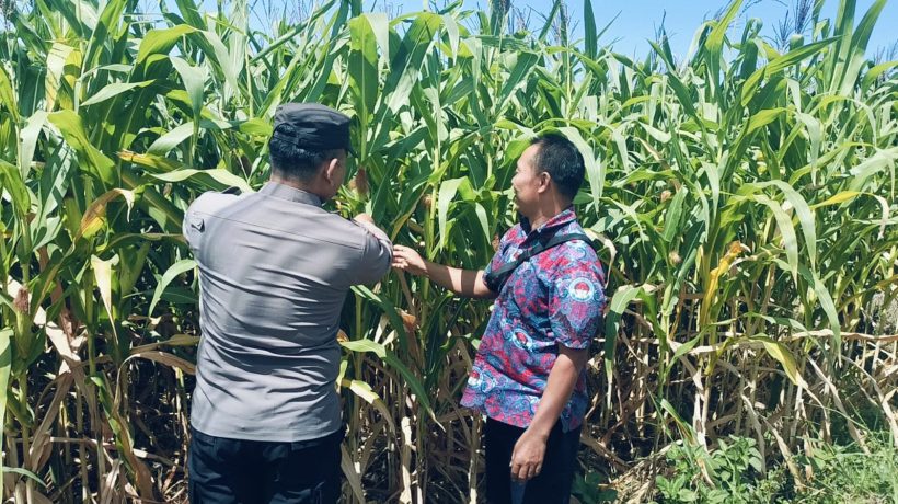 Bhabinkamtibmas Polsek Sukorejo Dorong Petani Optimalkan Lahan Produktif