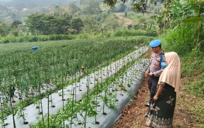 Bhabinkamtibmas Sambangi Lahan Cabai, Dukung Ketahanan Pangan Bersama Warga