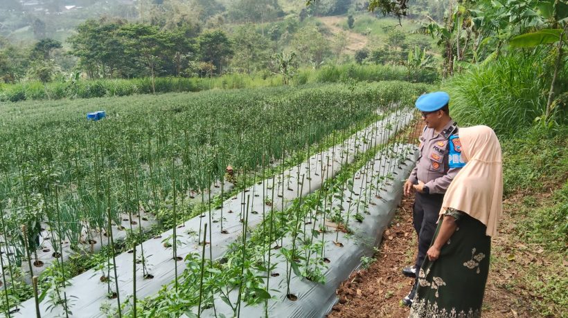 Bhabinkamtibmas Sambangi Lahan Cabai, Dukung Ketahanan Pangan Bersama Warga