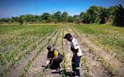 Tanaman Jagung di Siyar Tumbuh Baik, Bhabinkamtibmas Dukung Ketahanan Pangan Bersama Warga