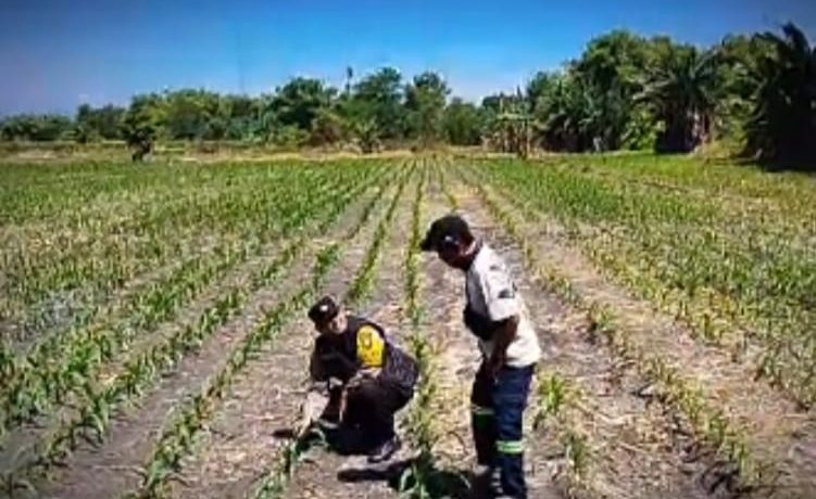 Tanaman Jagung di Siyar Tumbuh Baik, Bhabinkamtibmas Dukung Ketahanan Pangan Bersama Warga