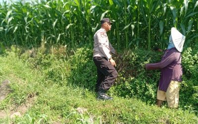 Optimistis Panen Bagus, Bhabinkamtibmas Laporkan Tanaman Jagung di Gunting Tumbuh Subur