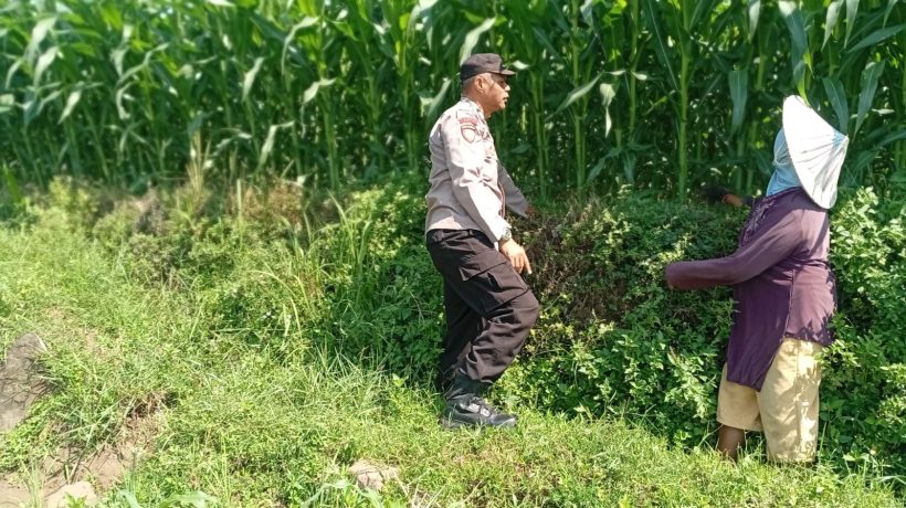 Optimistis Panen Bagus, Bhabinkamtibmas Laporkan Tanaman Jagung di Gunting Tumbuh Subur