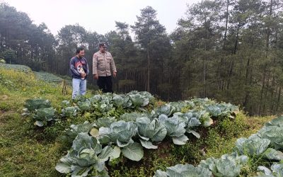 Bhabinkamtibmas Blarang Rutin Monitoring Tanaman Kubis Agar Tumbuh Sesuai Harapan